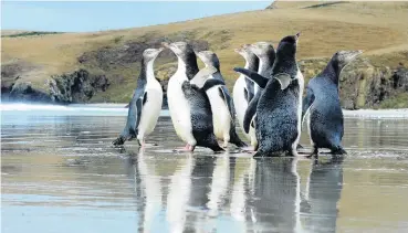  ?? PHOTO: CRAIG BAXTER ?? Rescued penguins on an Otago Peninsula beach.