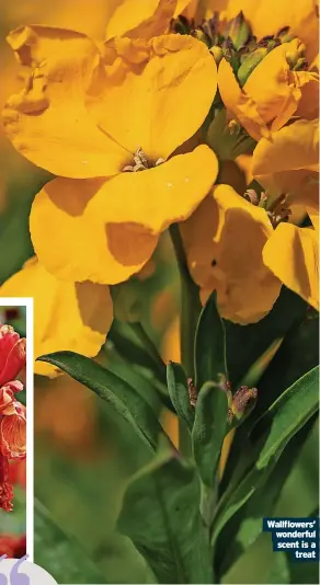  ?? ?? Wallflower­s’ wonderful scent is a treat