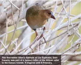  ??  ?? This first-winter Allen’s Gallinule at Los Espinales, Gran Canaria, was part of a January influx of the African rallid to the Canary Islands. It lingered until 8 February.