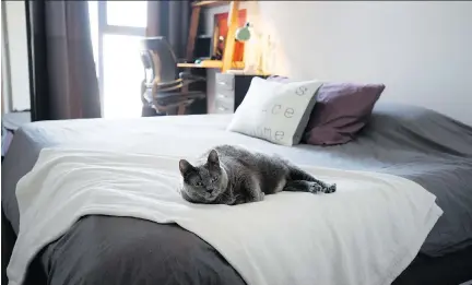  ?? PHOTOS: ALLEN McINNIS ?? Jinx lounges in the condo’s master bedroom, which also contains Stephanie Smith’s home office tucked into the corner.