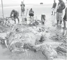  ??  ?? KEADAAN bangkai ikan paus yang ditemui terdampar di Pantai Kuala Matu.