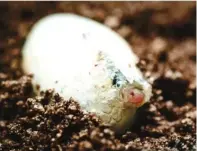  ??  ?? Break out: The baby rat snake pokes its nose through the shell of the egg