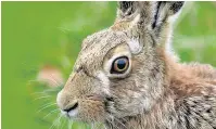  ??  ?? ●● A brown hare