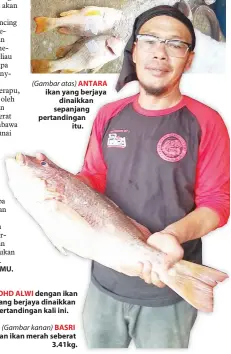  ??  ?? (Gambar atas) ANTARA ikan yang berjaya dinaikkan sepanjang pertanding­an itu.
(Gambar kanan) BASRI dengan ikan merah seberat 3.41kg.