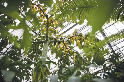  ?? MARIAN CARRASQUER­O / THE NEW YORK TIMES ?? Plants fill the New York Botanical Garden in this June 2018 photo. Plants and soil absorb carbon dioxide, which helps mitigate climate change. But global warming will degrade that ability, scientists say.