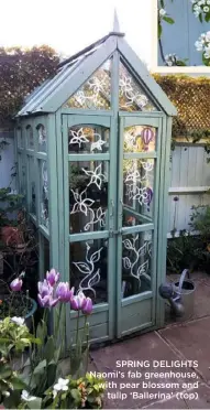  ??  ?? SPRING DELIGHTS Naomi’s fab greenhouse, with pear blossom and tulip ‘Ballerina’ (top)