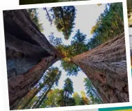  ??  ?? See the world’s tallest trees in Sequoia National Park