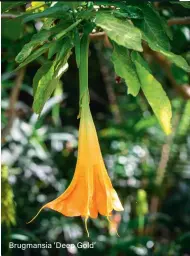  ??  ?? Brugmansia ‘ Deep Gold’