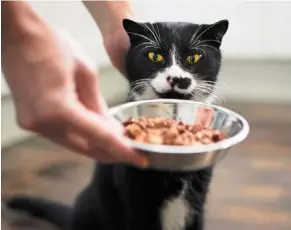  ?? —AFP ?? a British pet food brand is introducin­g the world’s first cans of cat food that use chicken eggs to reconstitu­te what looks like a chicken fillet.