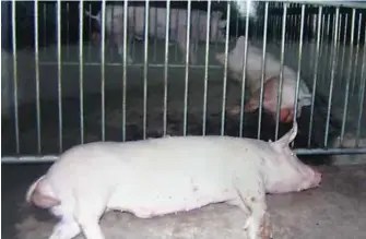  ??  ?? Elite boars resting in air-conditione­d quarters.