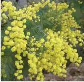  ??  ?? Acacia dealbata- mimosa tree