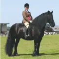  ??  ?? Stud’s second HOYS ticket: ridden M&M champion Nipna Heather