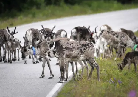  ?? VESA MOILANEN/THE ASSOCIATED PRESS ?? Andrew Hebda, a zoologist at the Nova Scotia Museum, says pregnant reindeer use their antlers to dig for food in the snow.