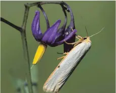  ?? ARCHIVFOTO: SIMONE HÄFELE ?? Eine Gespinstmo­tte sitzt auf der Blüte eines bittersüße­n Nachtschat­ten.