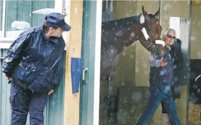  ?? JULIE JACOBSON/ASSOCIATED PRESS ?? Trainer Bob Baffert, right, leads American Pharoah, winner of the Kentucky Derby and Preakness, around the barn after arriving Tuesday at Belmont Park. Baffert will learn his horse’s post position for Saturday’s Belmont Stakes today.