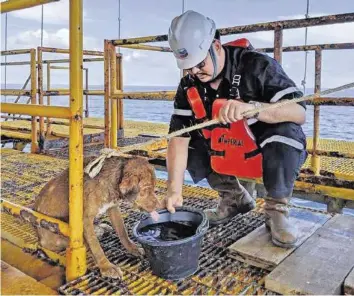  ?? AP ?? Der völlig erschöpfte Hund wurde von Arbeitern einer Ölplattfor­m auf dem offenen Meer gerettet.