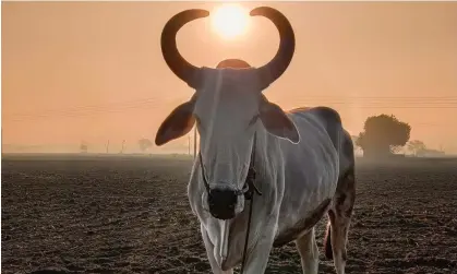  ?? ?? In the third section, an Indian woman is given a cow by a charity. Photograph: Amit Singla/Getty Images/iStockphot­o