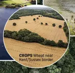  ?? ?? CROPS Wheat near Kent/Sussex border