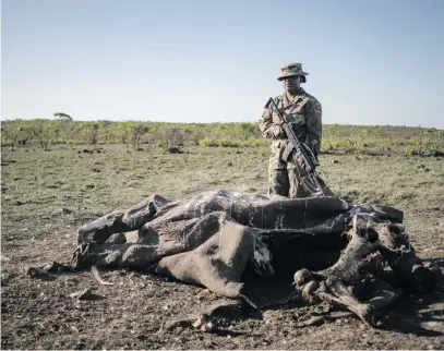  ?? Pictures: Jacques Nelles ?? VICTIM. A soldier stands over the carcass of a poached rhino in the Kruger National Park on Wednesday.