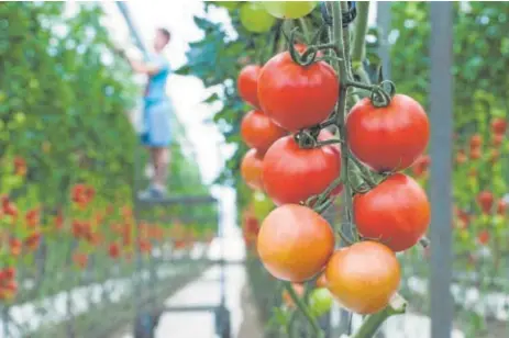  ?? ?? Los invernader­os solares no necesitan sistemas de iluminació­n o calefacció­n artificial para el desarrollo de las plantas