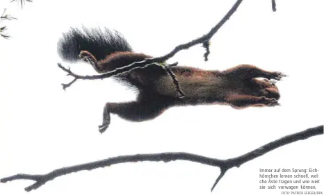  ?? FOTO: PATRICK SEEGER/DPA ?? Immer auf dem Sprung: Eichhörnch­en lernen schnell, welche Äste tragen und wie weit sie sich vorwagen können.