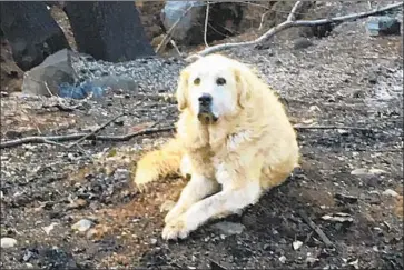  ?? Shayla Sullivan ?? MADISON IS one of two dogs the Gaylords had to leave behind in the Camp fire. They reunited with both.