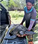  ??  ?? A wild life officer prepares to take the head damaged sea turtle back to the wild for release