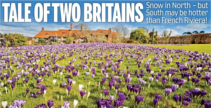  ??  ?? Purple patch: A spectacula­r blanket of thousands of crocuses covers the lawns at the Royal Horticultu­ral Society’s garden at Wisley in Surrey yesterday