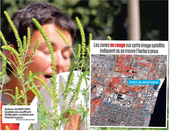  ?? PHOTO D’ARCHIVES ?? Autour de 800 000 Québécois souffrent d’allergies causées par l’herbe à poux.