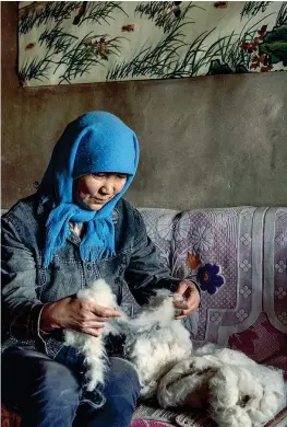  ??  ?? Nel deserto
Da sinistra un gregge di capre hircus nella contea di Alashan, Mongolia cinese, polo commercial­e in piena espansione.
Una donna separa il cashmere e poi , in basso a sinistra. il pastore Wang Yongsheng con le sue capre hircus