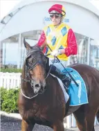  ??  ?? Parko after a ride earlier this year on the Gold Coast with jockey Ryan Wiggins.