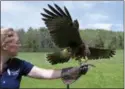  ?? LISA RATHKE — THE ASSOCIATED PRESS ?? In this photo, a Harris’s hawk spreads its wings while perched on the hand of falconer Jessica Snyder at New England Falconry in Woodstock, Vt.