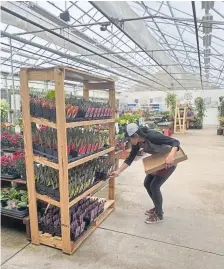  ??  ?? A shopper picks some plants at Echter's Nursery and Garden Center in Arvada.