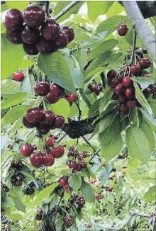  ?? SPECIAL TO THE ST. CATHARINES STANDARD ?? The Pelham cherry is a heritage variety of cherry once used widely in canning.