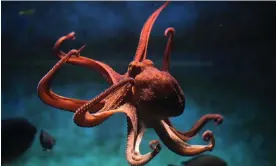  ?? Photograph: wrangel/Getty Images/iStockphot­o ?? The smartest invertebra­te of them all: the common octopus (Octopus vulgaris).