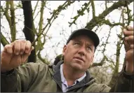  ?? BRIAN VAN DER BRUG/LOS ANGELES TIMES ?? Rancher Nick Blom looks over almond trees which are beginning to show signs of a new season of growth on Jan. 19, 2016 in Modesto.