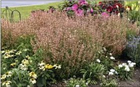  ?? PROVEN WINNERS VIA AP ?? This image provided by Proven Winners shows Meant to Bee Queen Nectarine hummingbir­d mint plants growing in a garden bed. The 2023 introducti­on is beloved by bees.