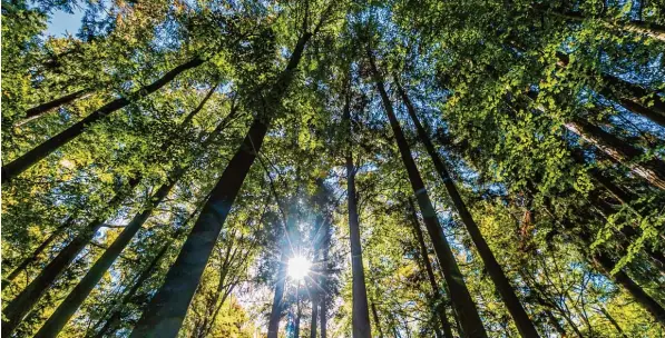  ?? Foto: Ralf Lienert ?? Bei sonnigem Wetter im Frühling zieht es viele Menschen in die Wälder rund um Friedberg. Und diese verändern sich – auch wegen des Klimawande­ls.