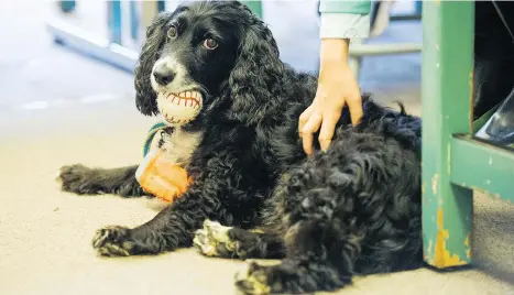  ?? ARLEN REDEKOP ?? Brontë gets pet as Victoria Shroff, who specialize­s in animal law, teaches kids at Henry Hudson elementary school last week. Shroff has a pilot project to bring dogs into elementary schools to teach empathy awareness and emotional literacy.