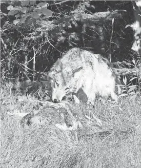  ?? PAUL A. SMITH ?? A gray wolf drags a white-tailed deer carcass into a forest near Laona, Wis.