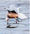  ?? JACQUES BOUVIER PHOTO ?? This Ross’s Gull spotted at Fort Chambly, Que., is attracting lots of attention from birders. It’s a rare visitor from the Arctic.