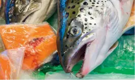  ??  ?? Above: Full scale export sales of salmon have yet to resume