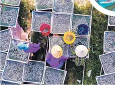  ??  ?? ●
Fishermen on Phu Quoc are proud of the freshness of their produce. Here, anchovies are laid out to dry