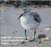  ?? Photo Nick Giles ?? Knot with coloured rings a much travelled winter visitor.