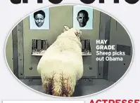  ??  ?? Sheep picks out Obama HAY GRADE