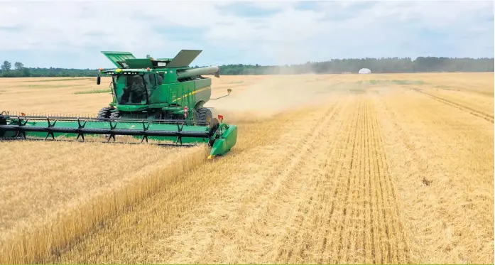  ??  ?? La récolte de blé d’automne est au-delà des espérances à la Ferme Diane et Denis Champagne.
