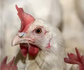  ??  ?? Farmed chickens are genetic freaks, bred to be obese and fast-growing.