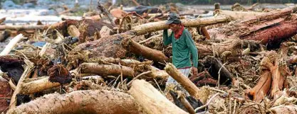  ??  ?? SWEPTAWAY In this 2004 photo, logs and trees from the Sierra Madre mountains, swept away by flashflood­s triggered by heavy rain dumped by Typhoon “Yoyong,” choke a river in Gabaldon, Nueva Ecija province.