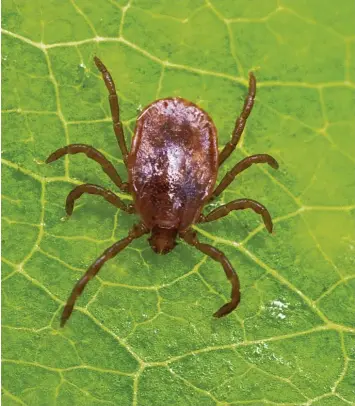  ?? Foto: Patrick Pleul, dpa (Symbol) ?? Eine Zecke krabbelt auf der Suche nach einem Wirt über ein Blatt.