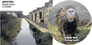  ??  ?? SPOTTED Royal Canal in Dublin GNAW WAY Orange teeth